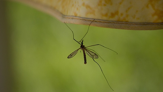 Vente en gros Flying Insects à bas prix