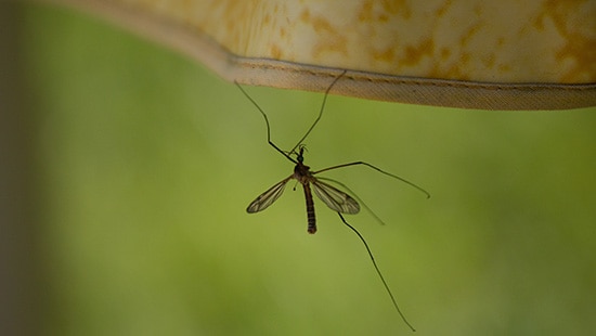 Parasites en vedette : moustiques