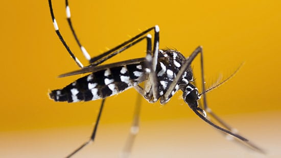 Fun facts about Mosquitoes