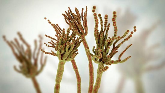 Photo of Fungal spores which can be seen as ‘offspring’ of the main organism.