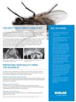 large fly fact sheet