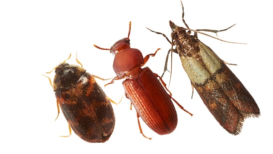 A close-up picture of three unique red and brown pests.
