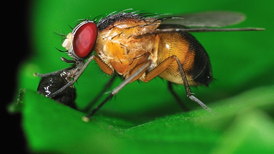 Fruit fly.