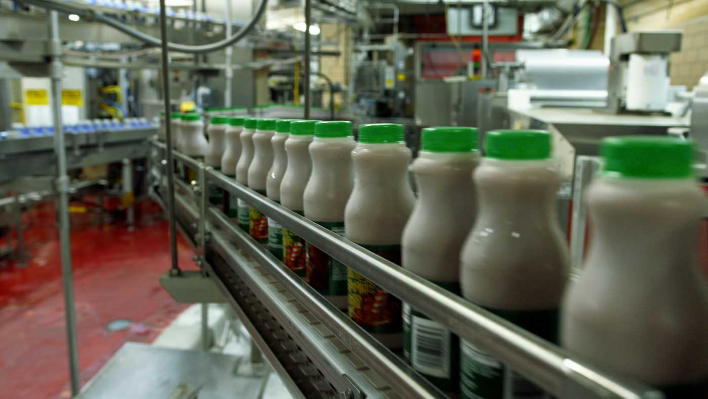 Bottles of Milk on Clean and Sanitary Conveyor Belt