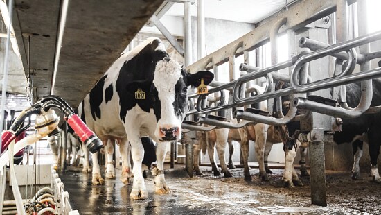 Dairy cows standing in a commercial milking parlor with milking equipment.