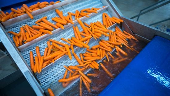 Carrots being processed in plant.
