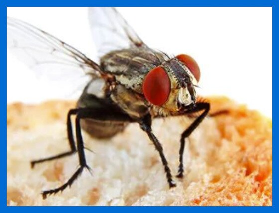 Ecolab Bed Bug expert with clients
