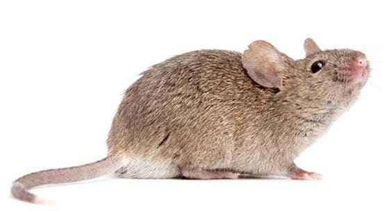 House Mouse (Mus musculus) 