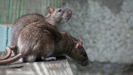 two norway rats (RATTUS NORVEGICUS) are common types of rodents